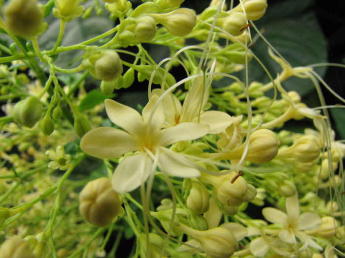 용선화 - Pagoda Flower, Pyramid flower, Temple flower, Clerodendrum paniculatum