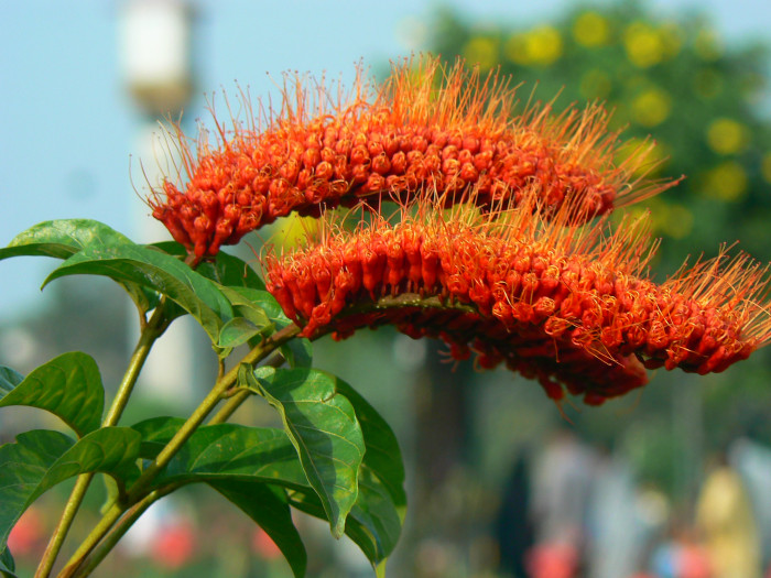 원숭이털덩굴 - Monkey Brush Vine, Combretum aubletii 