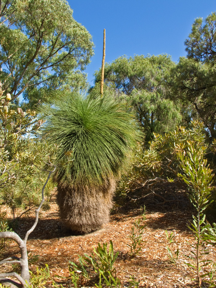 잔디트리 - Xanthorrhoea Preissii
