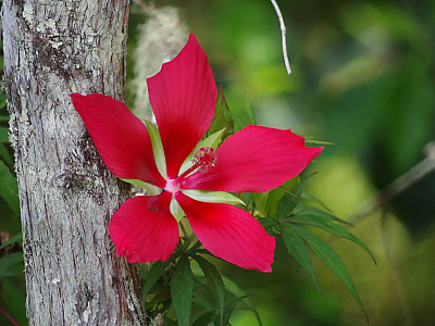 단풍잎촉규화 사진 - Hibiscus coccineus Photos