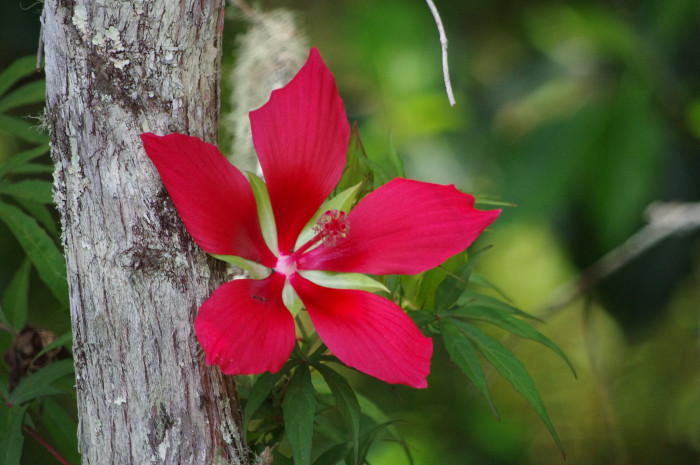 단풍잎촉규화 - Texas star, brilliant hibiscus, scarlet hibiscus, Hibiscus coccineus