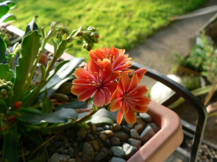 레위시아 - Lewisia