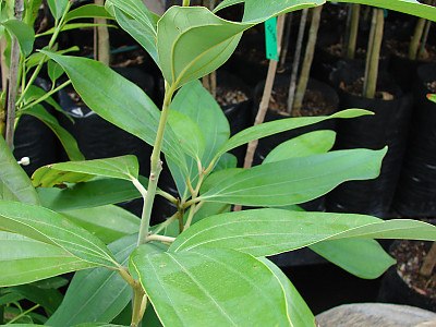 실론 계피 사진 - Cinnamomum verum J. Presl Photos