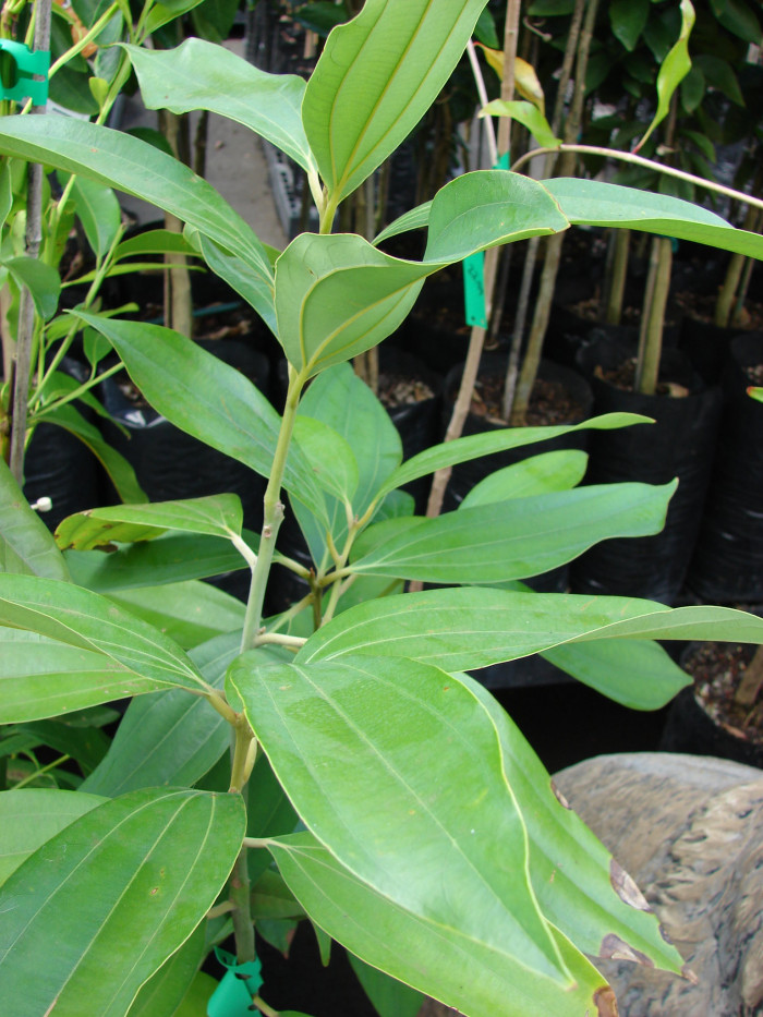 실론 계피 - Cinnamon, Ceylon cinnamon, Cinnamomum verum J. Presl