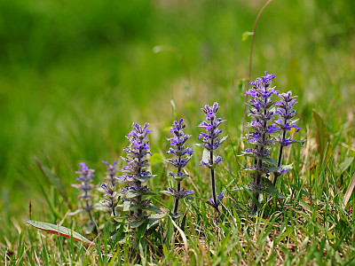 조개나물 사진 - Ajuga multiflora Bunge Photos