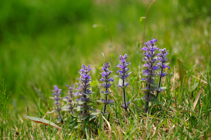 조개나물 - Ajuga multiflora Bunge