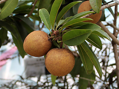 사포딜라 사진 - Manilkara zapota van Royen Photos