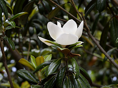 태산목 사진 - Magnolia grandiflora L. Photos