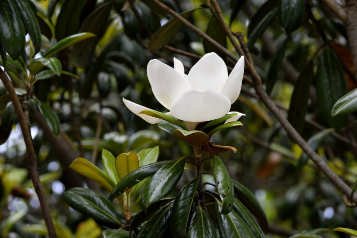 태산목 - Magnolia grandiflora L.