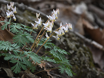 네델란드 금낭화 사진 - Dicentra cucullaria (L.) Bernh. Photos