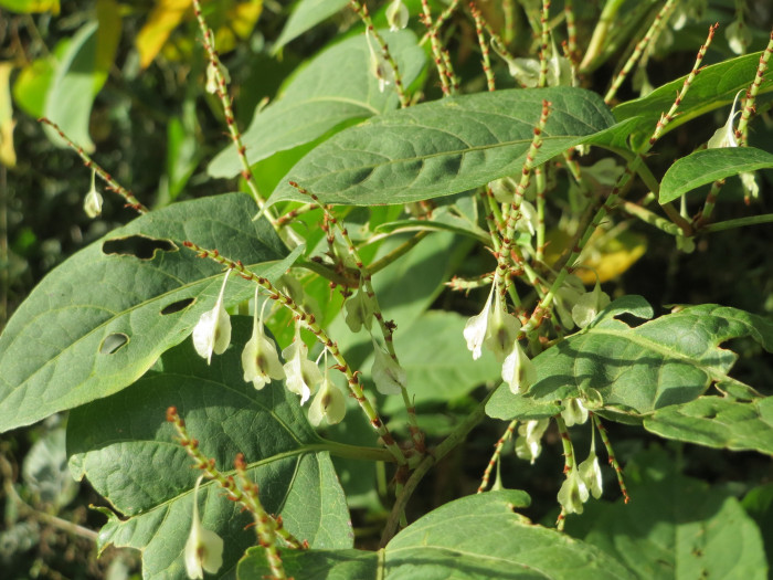 호장근 - Fallopia japonica (Houtt.) RonseDecr.