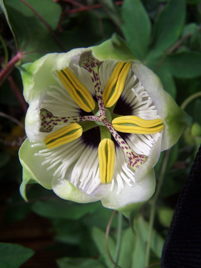 시계초 - passion flower, Passiflora caerulea