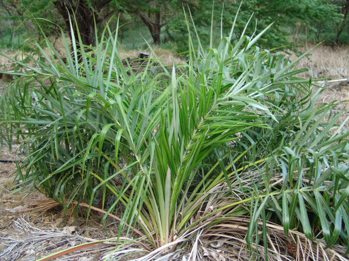 해변 야자 - Seashore Palm, Allagoptera arenaria