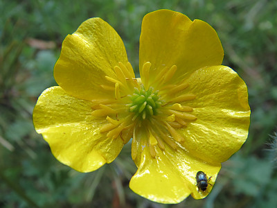 산미나리아재비 사진 - Ranunculus acris L. Photos