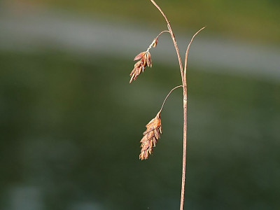 대택사초 사진 - Carex limosa L. Photos