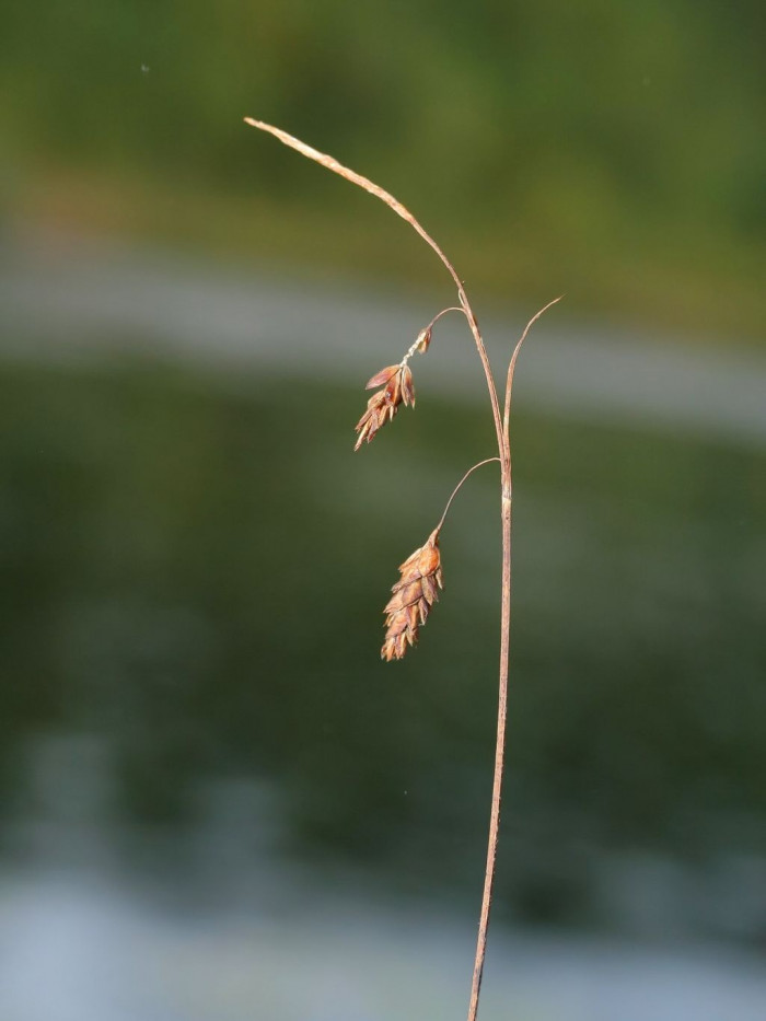 대택사초 - Marshy Sedge, Carex limosa L.