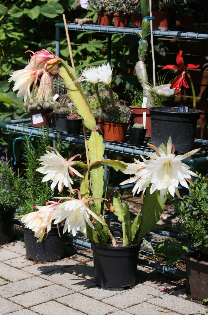 공작선인장 - Epiphyllum spp.