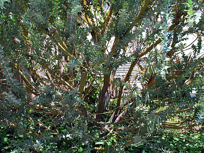 삼각잎 아카시아 사진 - Acacia cultriformis A. Cunn. ex G. Don Photos