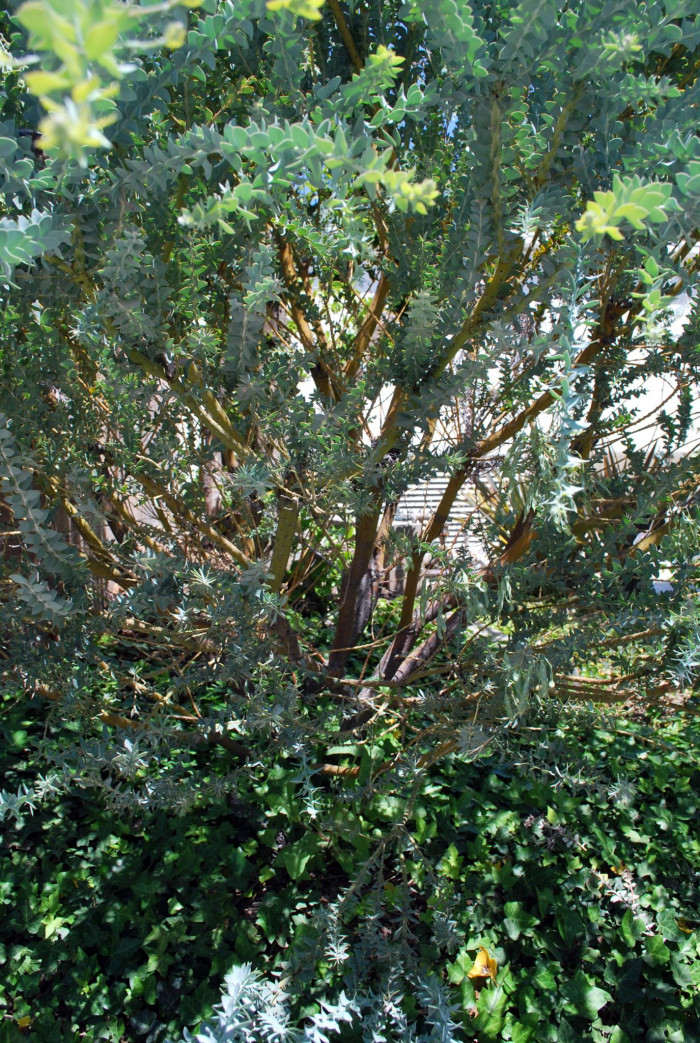 삼각잎 아카시아 - knife-leaf wattle, dogtooth wattle, half-moon wattle, golden-glow wattle, Acacia cultriformis A. Cunn. ex G. Don