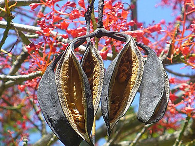 단풍잎병나무 사진 - Brachychiton acerifolius Photos
