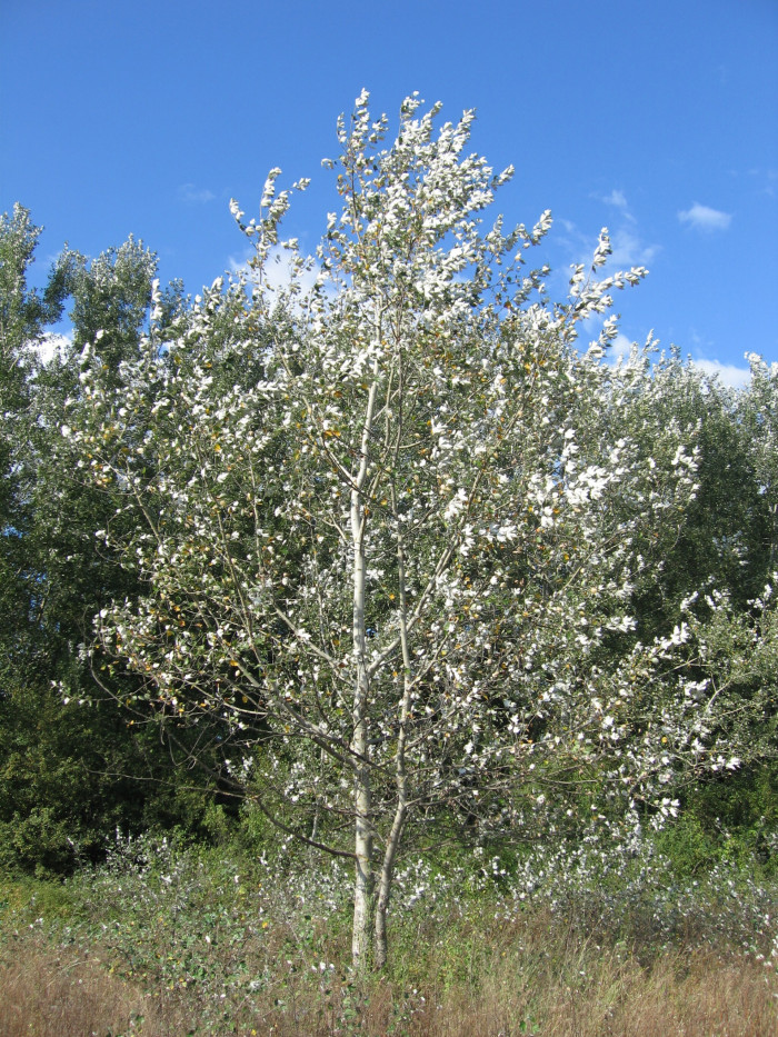 은사시나무 - Populus alba X P. glandulosa