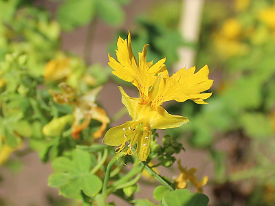 카나리아 덩굴 사진 - Tropaeolum peregrinum Photos