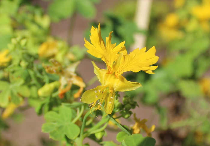 카나리아 덩굴 - canary creeper, Tropaeolum peregrinum