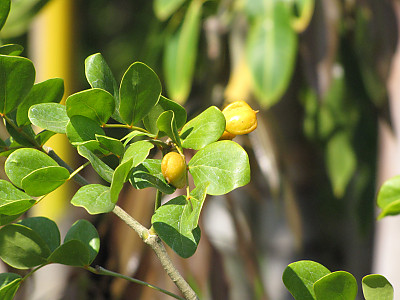 유창목 사진 - Guaiacum officinale Photos