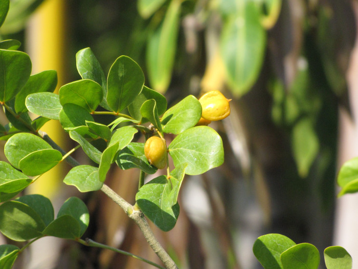 유창목 - lignum vitae, Guaiacum officinale