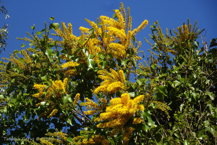 황금나무의 왕관 - Golden Glory Tree, Barklya, Crown of Gold Tree, Barklya syringifolia