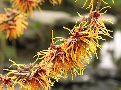 풍년화 사진 - Hamamelis japonica Siebold & Zucc. Photos