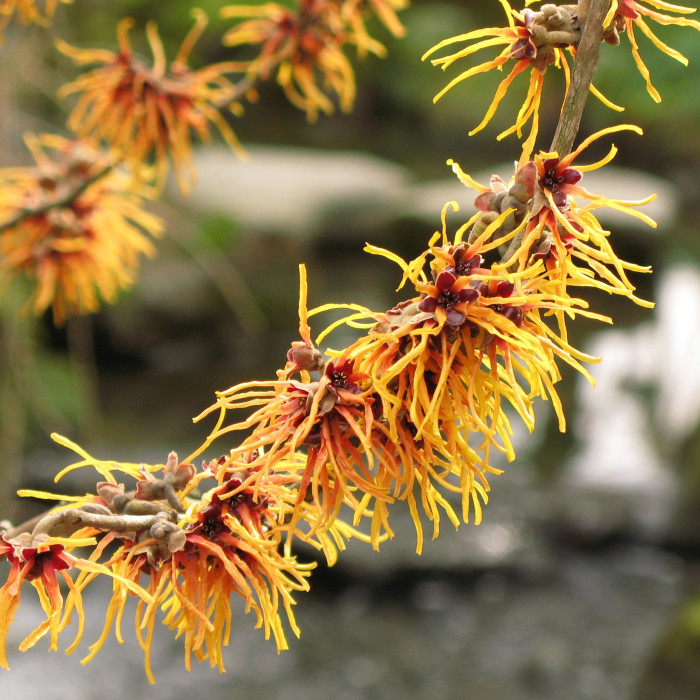 풍년화 - Hamamelis japonica Siebold & Zucc.