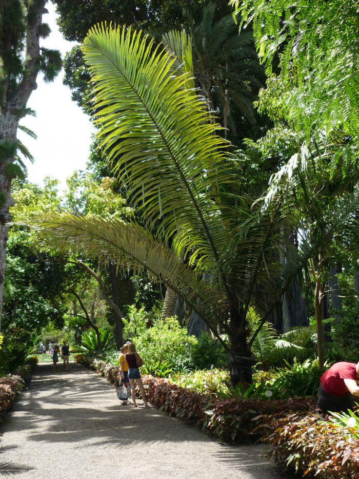 사탕야자 - sugar palm, arenga palm, areng palm, black-fiber palm, gomuti palm, Arenga pinnata