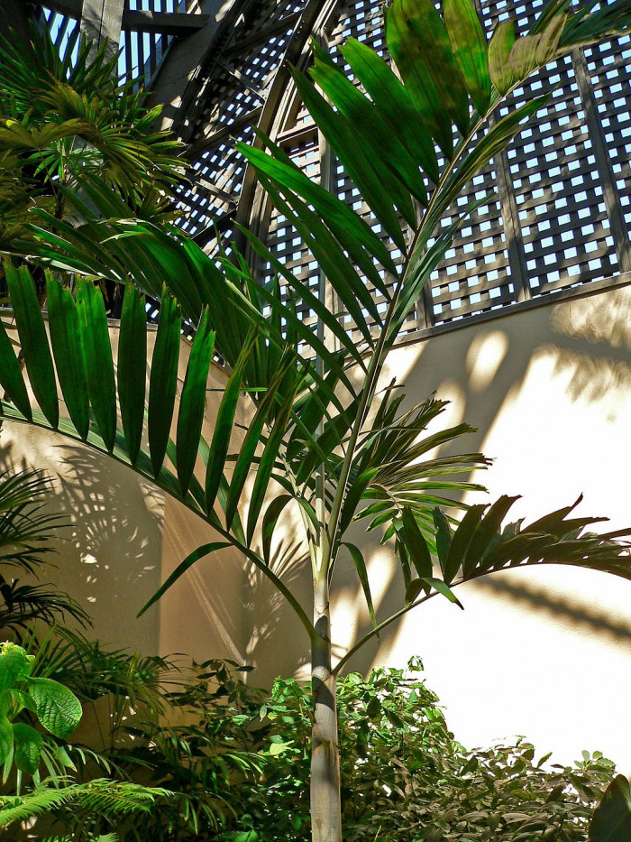 엘레강스야자 - Solitaire palm, Alexander Palm, Ptychosperma elegans blume.