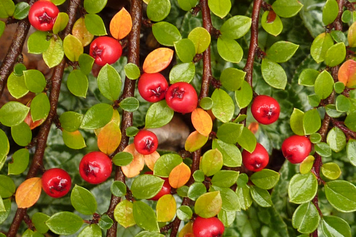 홍자단 - Rock cotoneaster, Cotoneaster horizontalis Decne.