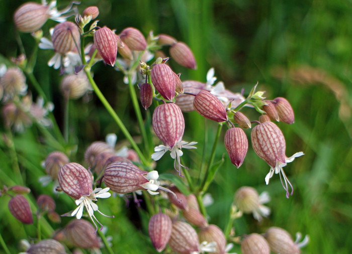 그린벨 - Bladder campion, Silene vulgaris