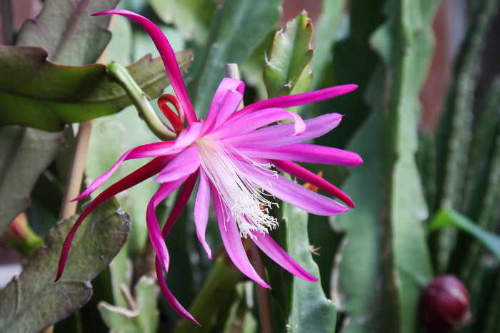 공작선인장 - Epiphyllum spp.