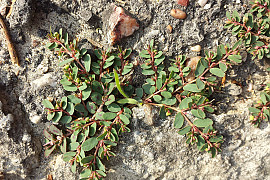 땅빈대 - Euphorbia humifusa Willd. ex Schltdl.