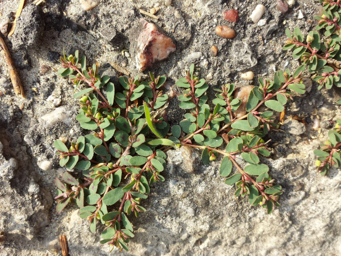 땅빈대 - Euphorbia humifusa Willd. ex Schltdl.