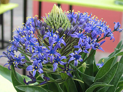 포르투갈 무릇 사진 - Scilla peruviana L. Photos