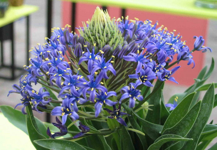 포르투갈 무릇 - Portuguese Squill, Peruvian Lily, Saphire Blue, Scilla peruviana L.