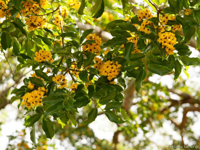 알드라고 사진 - Pterocarpus violaceus Photos