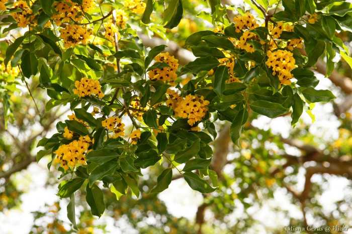 알드라고 - Aldrago, Dragociana, Pterocarpus violaceus