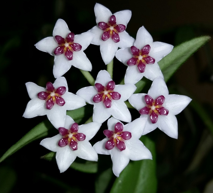 호야꽃 - Waxplant, Hoya, Hoya carnosa