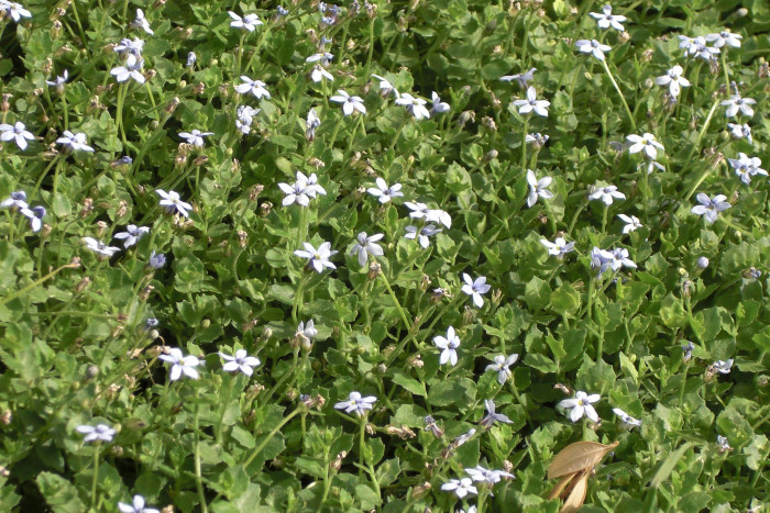 애기별꽃 - Pratia pedunculata Benth.