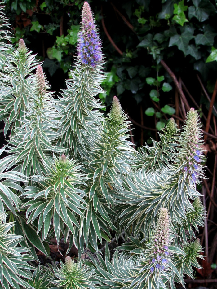 보석타워 - Pride of Madeira, Echium candicans, Echium fastuosum
