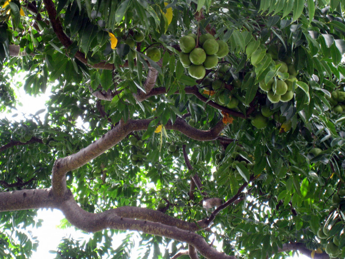 암바렐라 - Ambarella, Dwarf Golden Plum, Makok faring, Spondias Dulcis