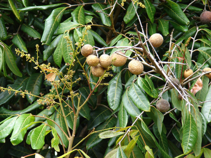 용안 - longan, Dimocarpus longan Lour.