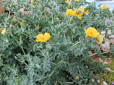 뿔양귀비 사진 - Glaucium flavum Photos