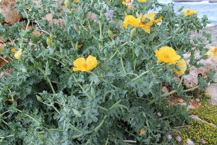 뿔양귀비 - yellow hornpoppy, sea-poppy, yellow horned poppy, Glaucium flavum